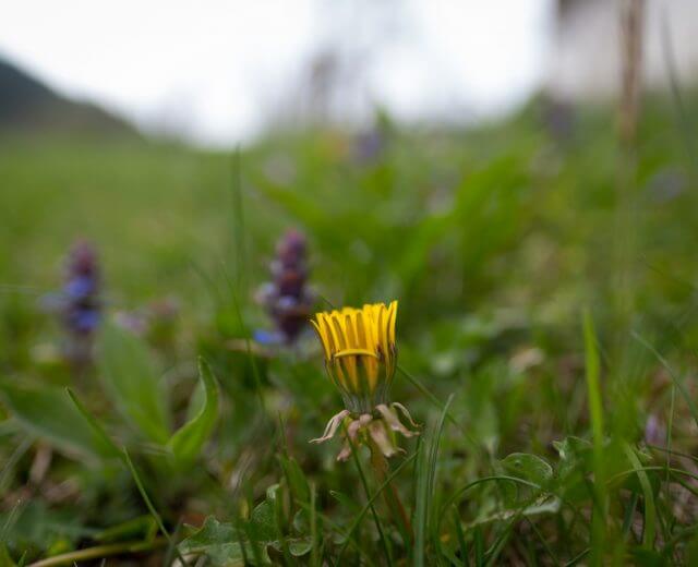 Löwenzahn auf Blumenwiese