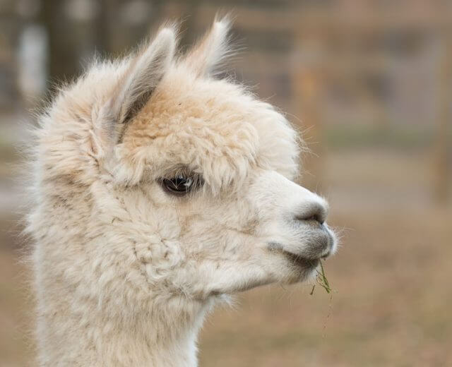 Entdecker-Fräulein-Flora Alpaka-Trekking in Adnet