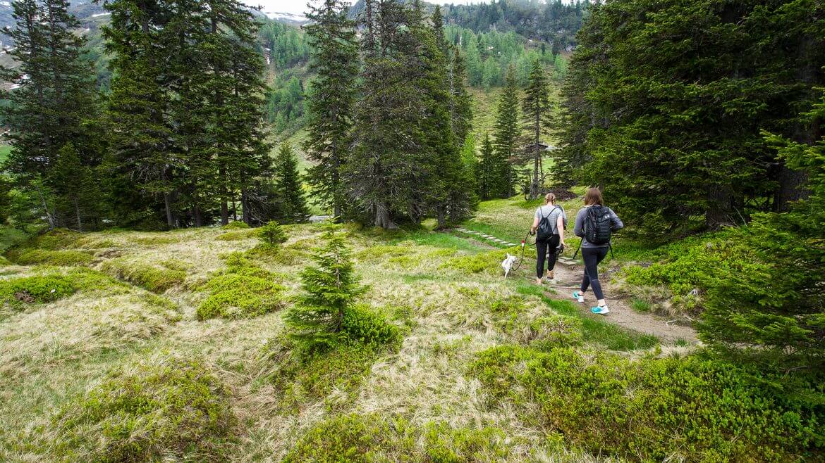 Unterwegs im Rauriser Urwald (vergrößerte Ansicht)