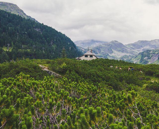 Entdecker-Hello-Pippa-Jules-Vogel-Stefaniegoldmarie Wandern im Wiegenwald