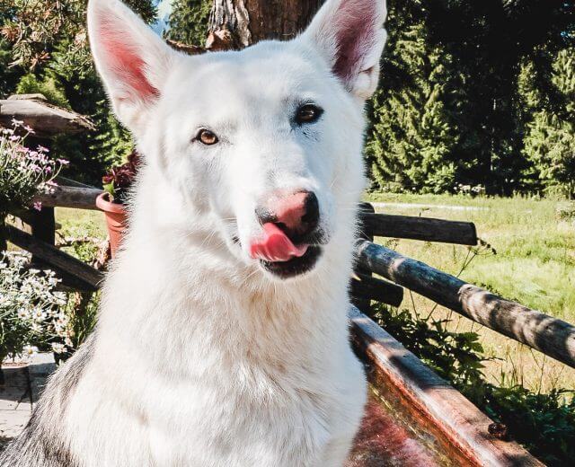Grey – Hund von @nature_stefan Roßbrand Radstadt, Wandern im SalzburgerLand, Aussichtsberg, 10weeks10peaks