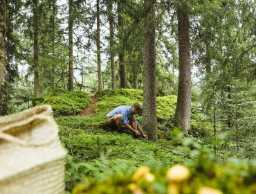 Person beim Pilzesammeln in einem üppigen grünen Wald mit einem Korb und gelben Pilzen im Vordergrund.