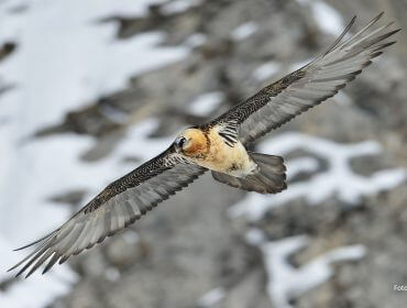 Bartgeier mit ausgebreiteten Flügeln über einer verschneiten, felsigen Landschaft.