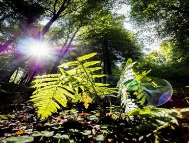 Das Sonnenlicht scheint durch hohe Bäume und hellgrüne Farne in einem üppigen Wald, mit einem sichtbaren Streulicht.