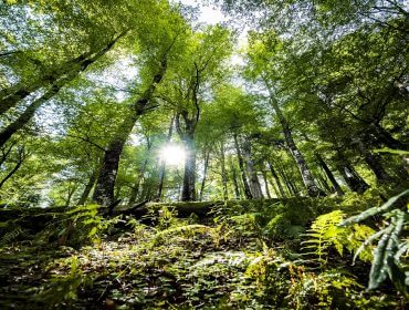 Das Sonnenlicht scheint durch hohe grüne Bäume in einem üppigen Wald und beleuchtet Farne und Pflanzen auf dem Waldboden.