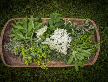 BioParadies_SalzburgerLand_Rupertus Ein Holztablett mit verschiedenen frischen Kräutern und weißen Blumen auf grünem Gras.