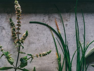 QUINTESSENZ – Alpine Küche im SalzburgerLand Verschiedene Kräuter, darunter Salbei und Schnittlauch von QUINTESSENZ, wachsen vor einem Betonhintergrund in weichem Licht.