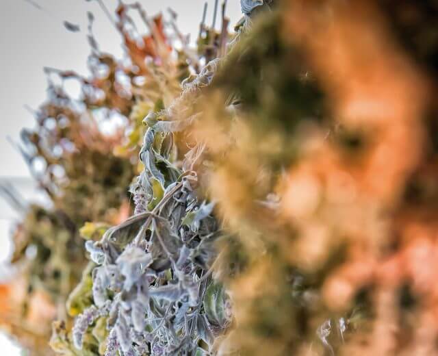 BioParadies_SalzburgerLand_Forsthofalm