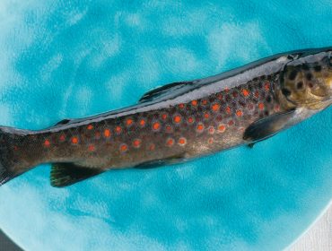 Eine ganze rohe Forelle mit roten Flecken liegt auf einem blauen Teller.