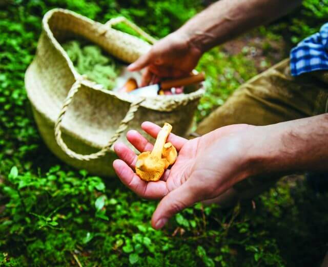 frische Eierschwammerl