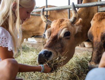 Ein Mädchen füttert eine braune Kuh in einem Stall mit Heu, während andere Kühe in der Nähe sind.