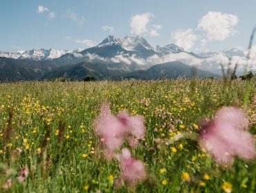 Wildblumenwiese mit gelben und rosa Blumen, Berge und Wolken im Hintergrund.