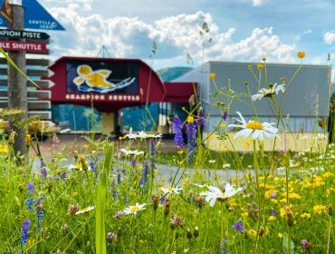 Bergstation_champion_shuttle_blumenwiese Wildblumen im Fokus, die rote Sommerbergbahn und die Berge im sonnigen Hintergrund verschwommen.
