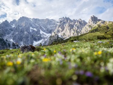 Wildblumen im Fokus mit hohen, felsigen Bergen und verschneiten Flecken - eine perfekte Genussreise unter einem bewölkten Himmel.