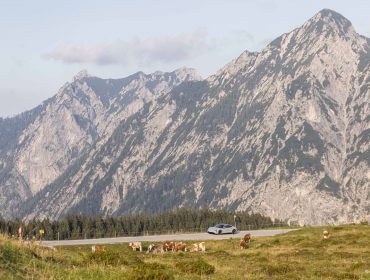 Ein Auto fährt auf einer Straße in der Nähe von grasenden Kühen mit hohen, felsigen Bergen im Hintergrund.