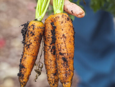Eine Hand hält zwei frisch geerntete, mit Erde bedeckte Möhren.