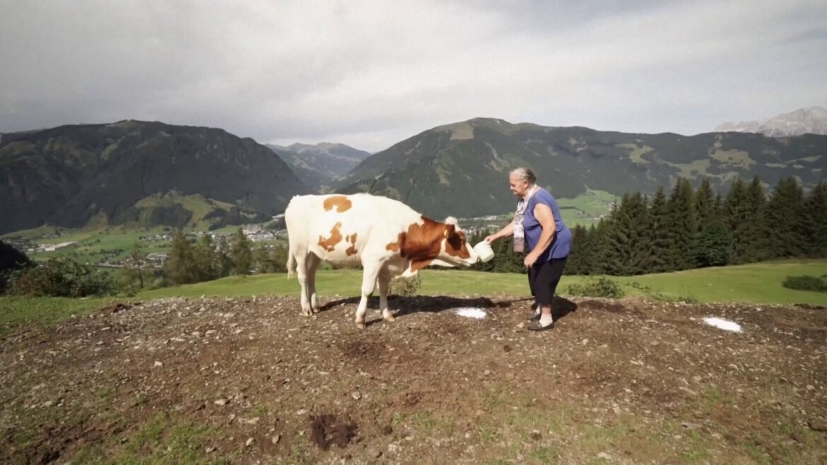 Almwirtin beim Vieh füttern