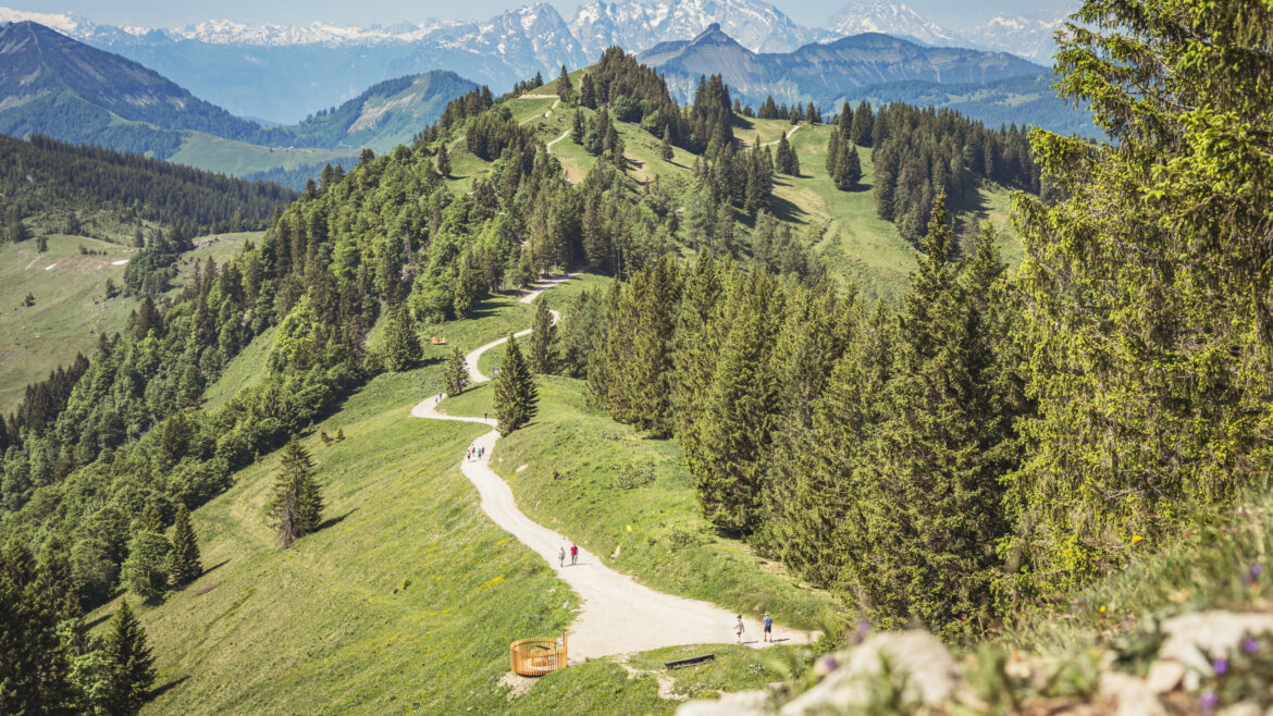 Ein gewundener Weg durch grüne Hügel und Kiefernwälder, im Hintergrund die Berge, an einem sonnigen Tag. (vergrößerte Ansicht)