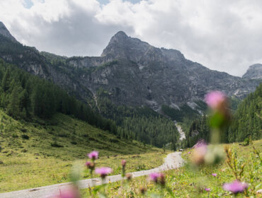 Das Marbachtal in Flachau Berglandschaft mit einem gewundenen Pfad und rosa Wildblumen im Vordergrund unter einem bewölkten Himmel.