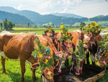 Kühe mit Blumenkränzen trinken Wasser auf einer grünen Wiese mit Bergen im Hintergrund.