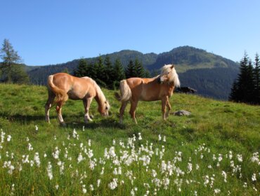Zwei braune Pferde grasen auf einer grasbewachsenen Wiese mit Bergen und Kiefern im Hintergrund unter einem klaren Himmel.