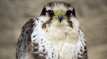 Ein braun-weißer Falke sitzt und blickt in die Kamera - perfekt für Almsommer im TV-Momente.