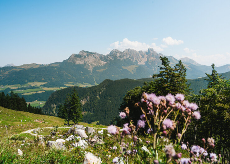 Wandern am Salzalpensteig Berglandschaft mit Bäumen, einem gewundenen Pfad und violetten Wildblumen im Vordergrund unter einem klaren Himmel.