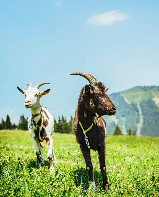 © SalzburgerLand Tourismus, Tom Son, Ziegen auf der Alm