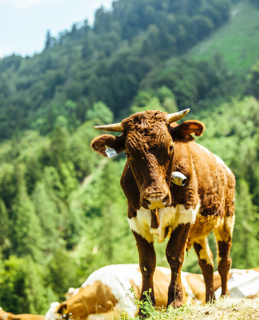 © SalzburgerLand Tourismus, Tom Son, Almsommer Kuh