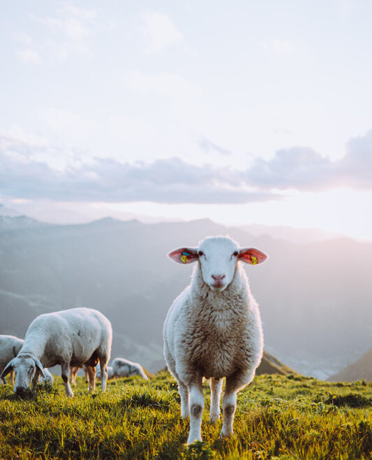 © SalzburgerLand Tourismus, Denis Cebulec, Schaf am Gamskarkogel
