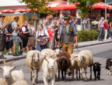 A man in traditional österreichisch attire herds sheep and goats in a Bauernherbst parade as people watch the festive scene.