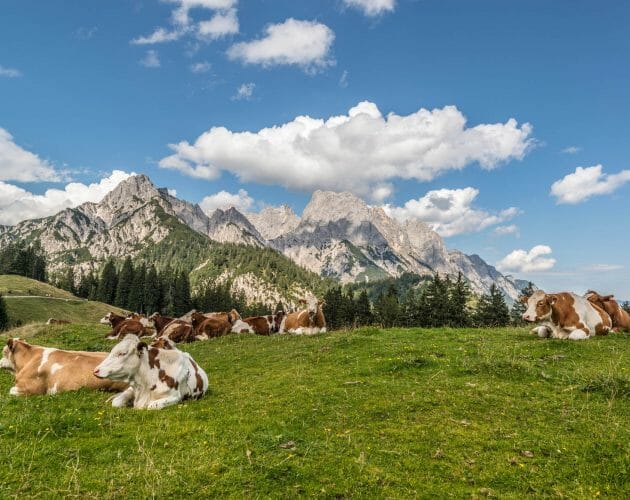 Cows lying on an alpine hill.