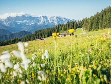 Mountain meadow with wildflowers, wooden cabins, pine trees, and distant snow-capped mountains under a clear sky.