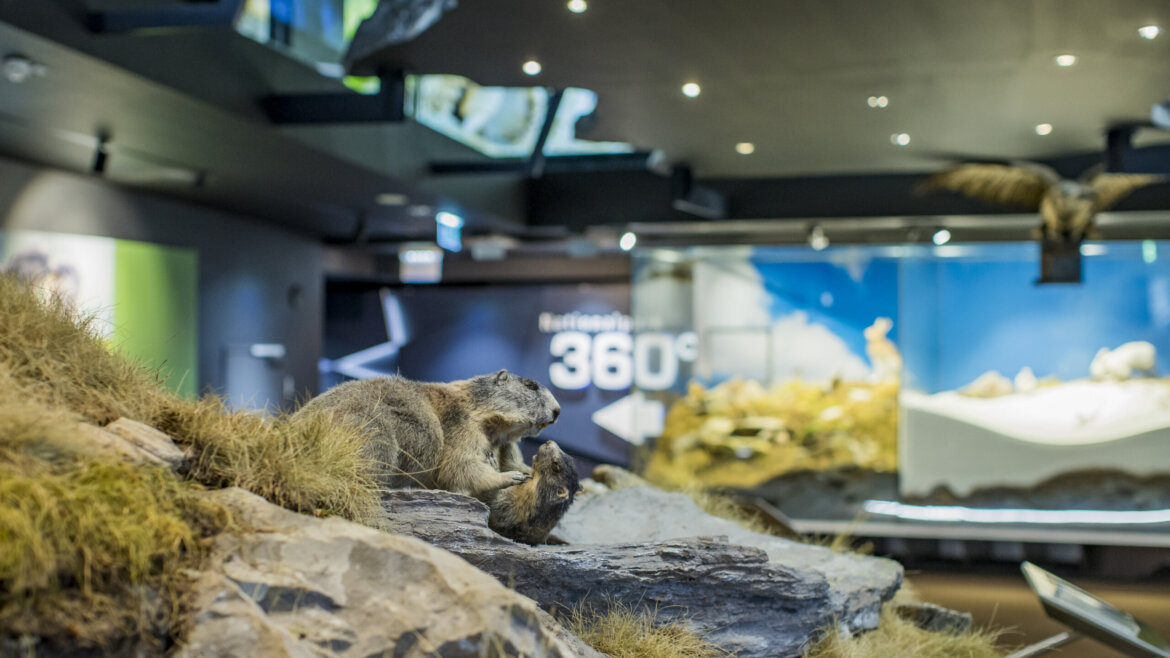 (c) Franz Neumayr Leo Taxidermy marmots displayed on a rocky diorama in a modern National Park Hohe Tauern museum exhibit. (Enlarged view)