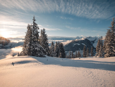 snow-covered winter landscape with trees in late afternoon