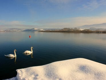 Two swans swim on a calm lake near snow-covered shore, with mountains and a red buoy in the background.