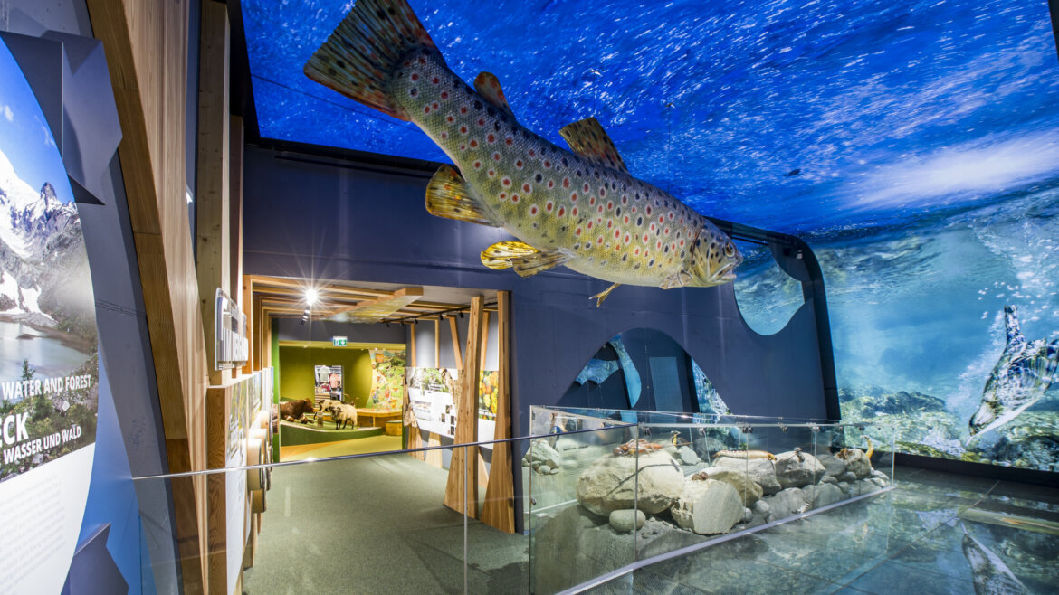 (c) Franz Neumayr Large fish model hangs in an underwater-themed exhibit at National Park Hohe Tauern with rocks and displays. (Enlarged view)