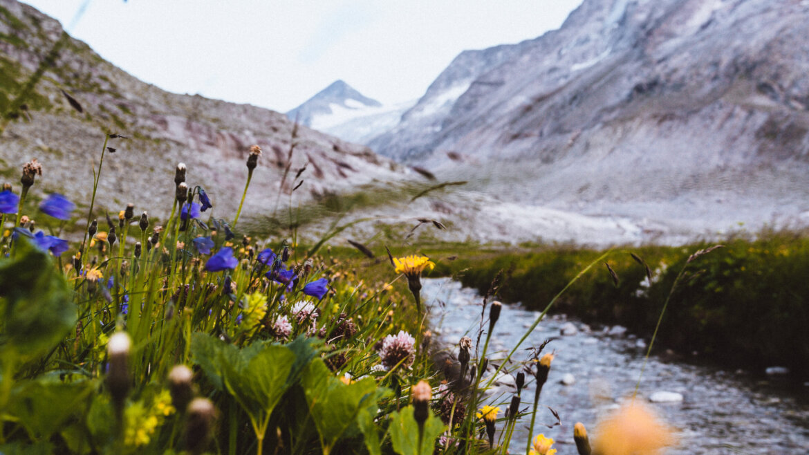 Wild area (c) NPHT Tobias Kaser Wildflowers by a mountain stream in National Park Hohe Tauern, with snowy peaks under a bright sky. (Enlarged view)