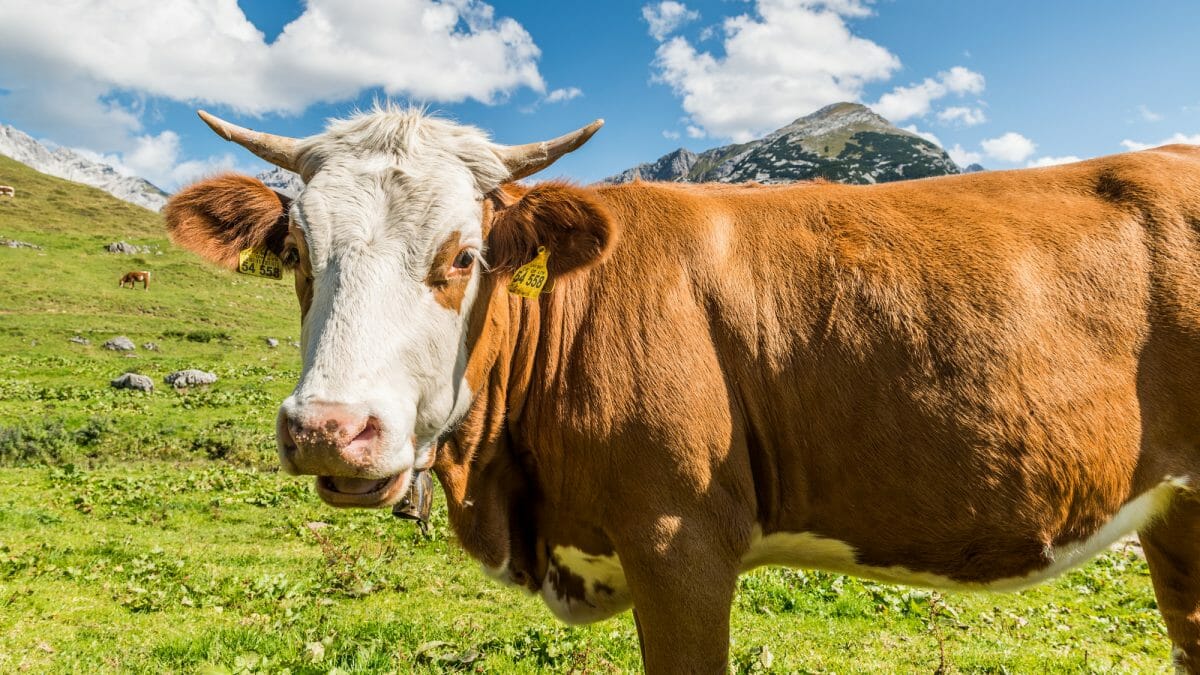 Orgnic farming in SalzburgerLand