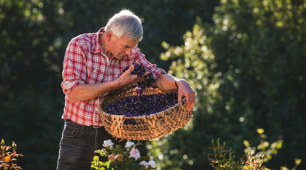 a man collecting grapes from the garden