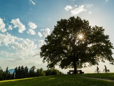 A large tree in a sunny field exudes power, with two people on bicycles and a bench nearby.