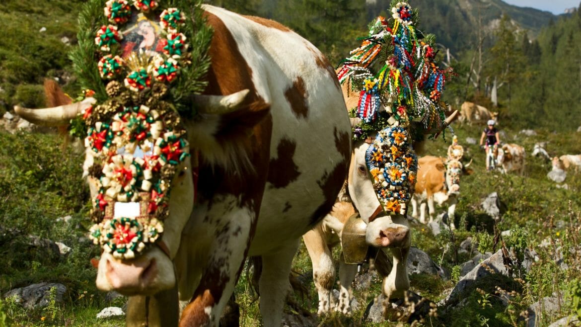 a herd of cowns decorated with Christmas ornaments