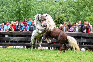 Two ponies rear up and playfully spar in a grassy enclosure at lively Alpine summer events.