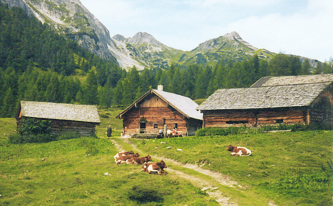 Three wooden cabins and grazing cows on a grassy meadow, perfect for enjoying Alpine summer events.