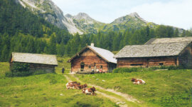 Three wooden cabins and grazing cows on a grassy meadow, perfect for enjoying Alpine summer events.