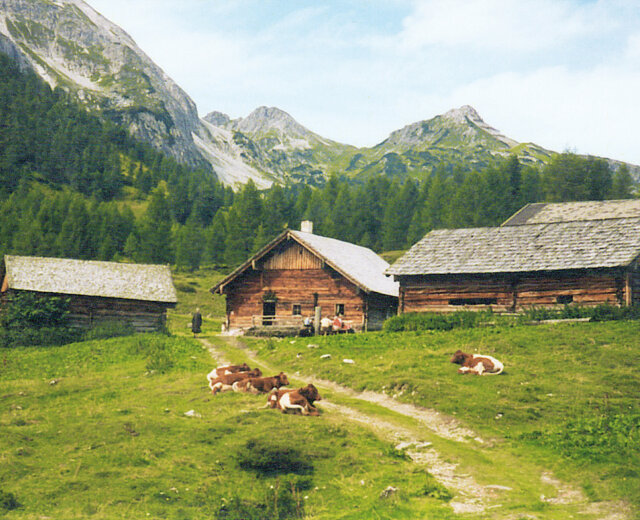 Three wooden cabins and grazing cows on a grassy meadow, perfect for enjoying Alpine summer events.