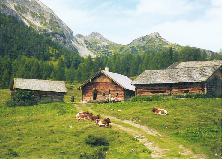 Three wooden cabins and grazing cows on a grassy meadow, perfect for enjoying Alpine summer events.