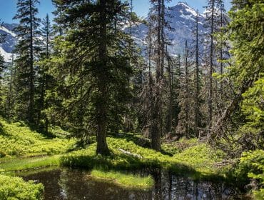 raurisertal-sommer-wandern-rauriser-urwald-ctvb-rauris-florian-bachmeier Mountain forest with tall organic pine trees, a small pond, and snow-capped peaks under a blue sky.