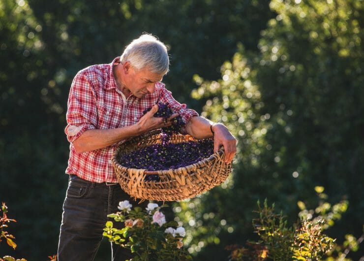 a man collecting grapes from the garden