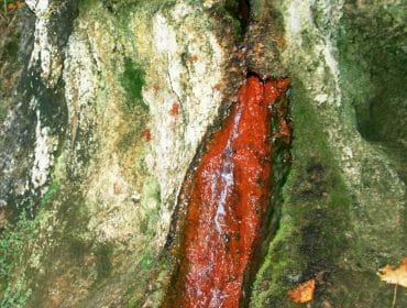 A small stream of bright red water flows through mossy rocks and mineral-stained stone.